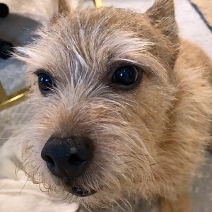 Meet your Posher, Tran